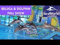 Ocean Discovery Belugas And Pacific White Sided Dolphins Full Show SeaWorld San Antonio Texas