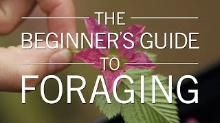 The Beginner's Guide to Foraging | Original Fare | PBS Food
