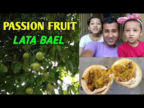 Passion Fruit (Lata Bael)