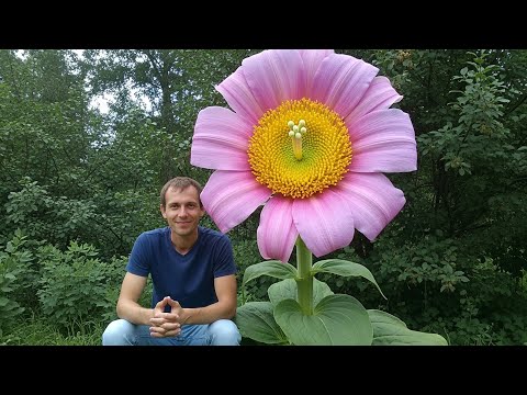 25 Exotic Flowers That Will Leave You Speechless 💐