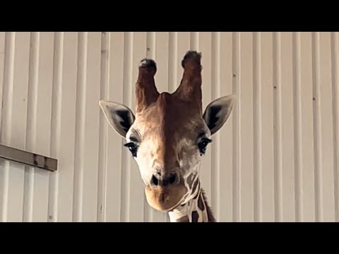 Sup, Ya’ll? 🦒🦒🦒🦒