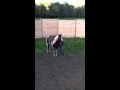 Horse Bucks, Rears and Smashed rider thru round pen, paint quarter.