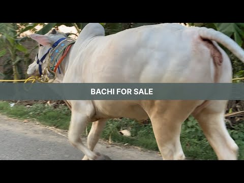 Heaviest Bachi | ZAARA | from Urban Dairy Farm is available | Kolkata Cow 2023