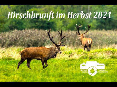 Hirschbrunft im Herbst 2021, Hirsch, Brunft, Ostsee, Duvenstedter Brook, Rotwild, Zingst, Darß
