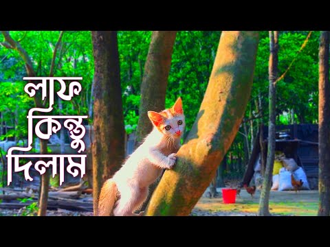 লাফ কিন্তু দিলাম 🤭😄 (mdabdulazimofficial)