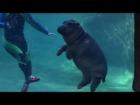 Watch Fiona the Hippo Explore the Outdoors for the First Time