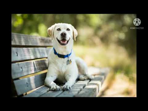 भारतीय कुत्ते क्यो विलुप्त हो रहे है ???  indian dogs save |