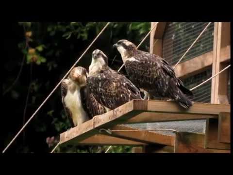 El águila pescadora vuelve a Urdaibai