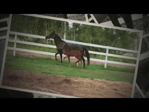 2017 Buckingham x Certus filly 20 days old