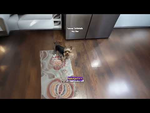 RxCKSTxR Teacup Tattletail Widescreen Version CapCut AI