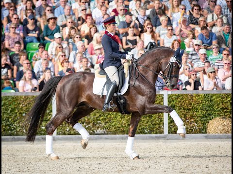 BEN BENICIO zur Hengstpräsentation 2020