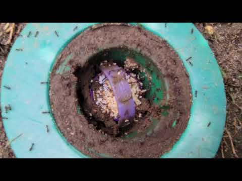 Not Termites but Ants in the Bait Station in Lanoka Harbor, NJ