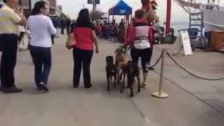 Journey, Cooper and Sadie walking Navy Pier at Black Jack K9 Training