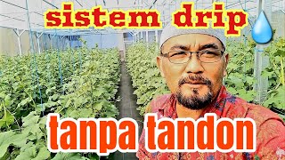 Download lagu melon inthanon sistem drip tanpa tandon @masterhidroponik mp3