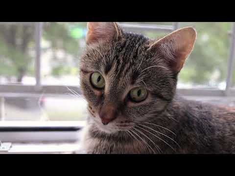 Cat in the Window (Smokey's Song)