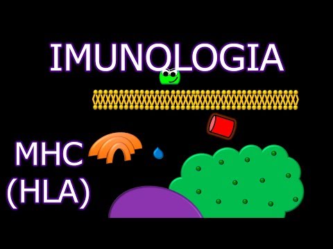 Aula: Imunologia - MHC (HLA) | Imunologia #6