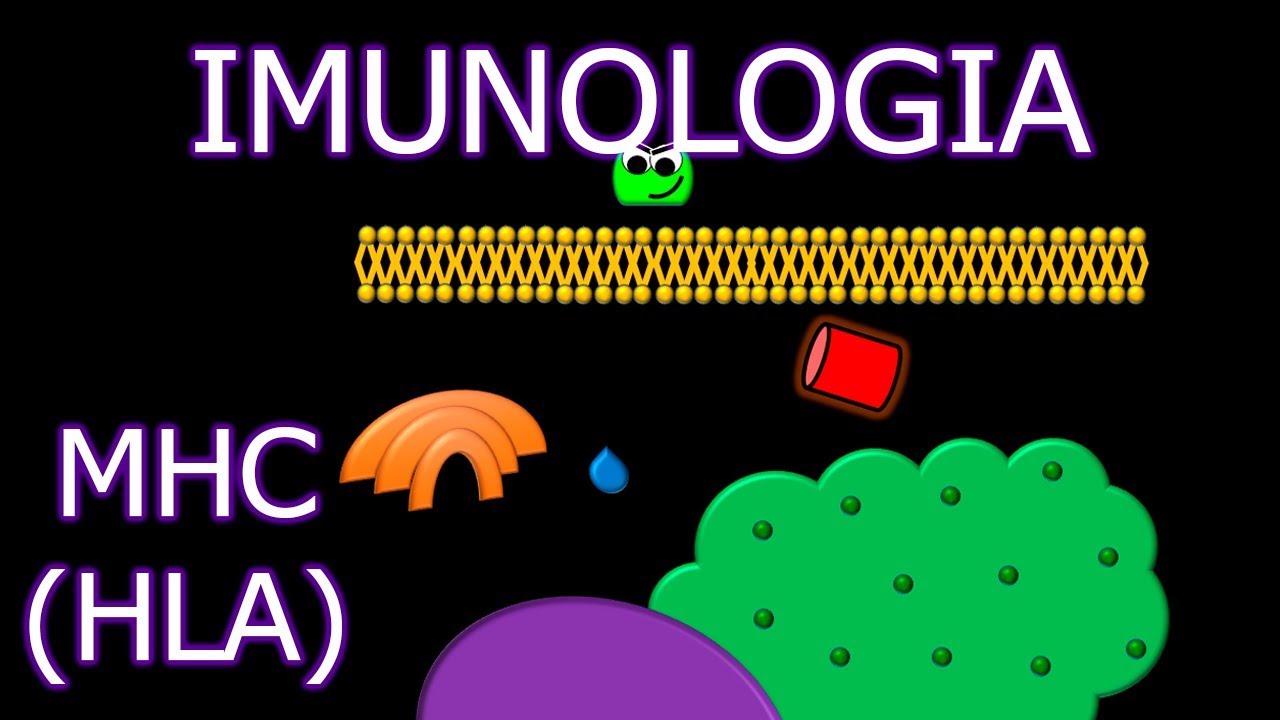 Aula: Imunologia - MHC (HLA) | Imunologia #6