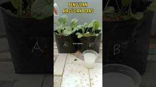 Download lagu Rice Washing Water Experiment | Is rice washing water good for plants? mp3