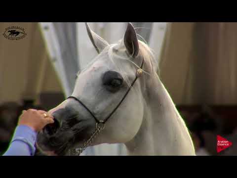 N.66 EGZYNA - Polish Nationals 2018 - 11 Years Old and Older Mares (Class 9)