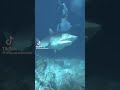 Shark Goes Ultra Instinct
