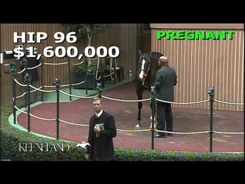 Hip 96, Broadway's Alibi - 2013 November Breeding Stock Sale