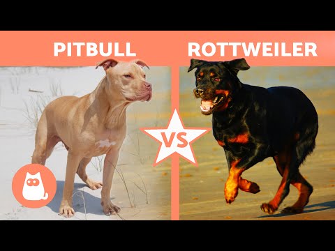 ROTTWEILER vs. PITBULL Breed Comparison 🐶 (Differences in Characteristics, Care and Health)