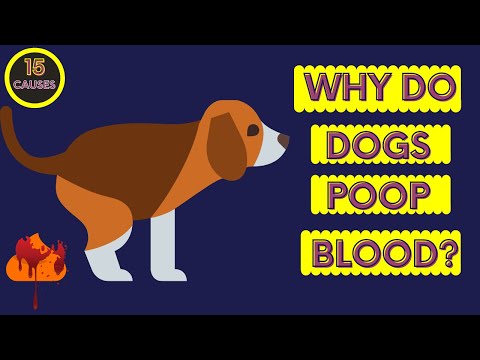 Why do Dogs Poop Blood? 15 Causes of Bloody stools in Dogs