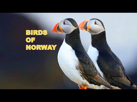 TOP 17 Strange Species You Won’t Believe Exist Of Norway Ep.291025-1