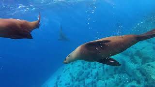 Seals swimming gracefully in their underwater world