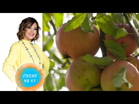 Ristanovići prave prirodne sokove i poklanjaju ih bolesnima | VIKEND NA K1