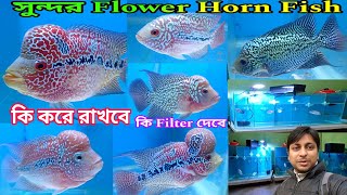Flower Horn এর সম্ভার | Aquarium Fish Shop Belgharia | Flower Horn Aquarium Fish | Aquarium Fish 🐟 