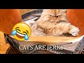 Cats being JERKS for 10 Minutes straight! 🐱😂 Try not to laugh