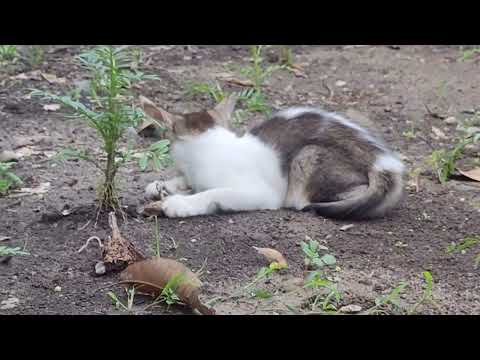 cat 😺 playing with lizard 🦎#kitten #kitty