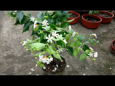 How to make bonsai Parijat / Shiuli / Night Jasmine plant (6 years update)