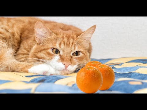YouTube video about: Are orange trees toxic to cats?