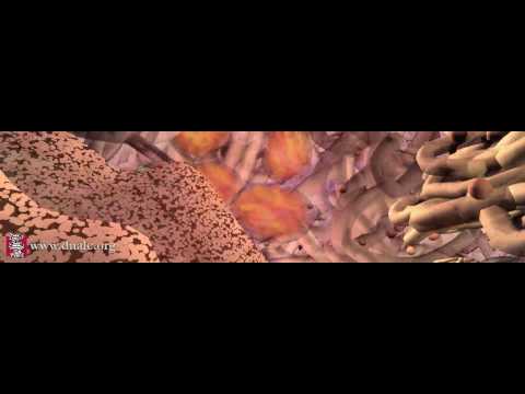 細胞信號(全長) (Cell Signals (Full length))