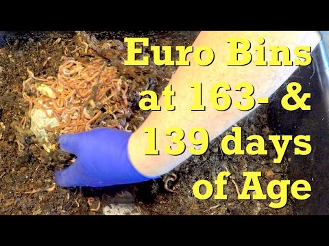 Compostable bag 21 days in ENC worm bin - vermicompost