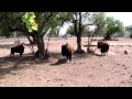 Espacio Safari Bisonte Americano 