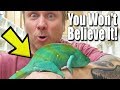 MAGICAL CHAMELEON COLOR CHANGE!! NEW REPTILES ARRIVE AT THE ZOO!! | BRIAN BARCZYK