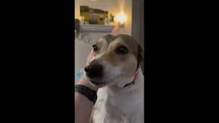 Video preview image #1 Rat Terrier-Unknown Mix Puppy For Sale in Enfield, CT, USA