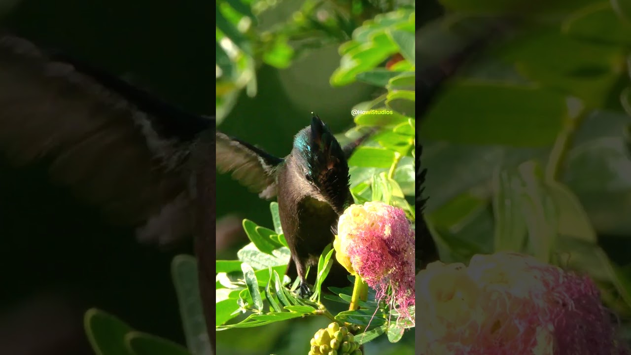 Antillean Crested Hummingbird Feeding Mechanics