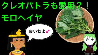 絶世の美女クレオパトラも愛用⁉︎ モロヘイヤの紹介