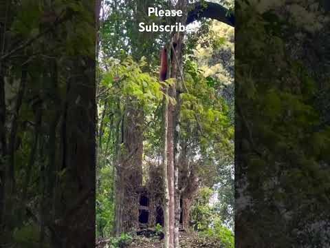 Saw the famous  Red Panda in Padmaja Naidu Zoo #nature #love #animals #darjeeling