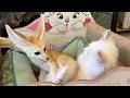 Cats A Fox Living Together Japan S Rare Animal Cafe