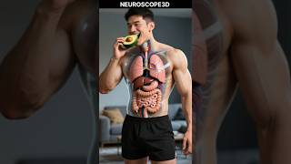 🥑 What Happens When You Eat Avocado? | 3D Medical Animation