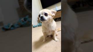 愛犬チワワが、チーズ🧀のおやつに夢中。#ちわわ #愛犬 #youtubeshorts