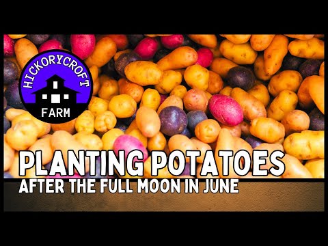 , title : 'Planting Potatoes After The Full Moon In June 2021 | Growing Potatoes'