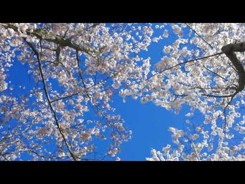 Blooming Cherry Blossoms in Spring: A Visual Feast for Nature Lovers