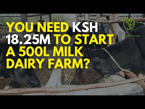 The True Cost of a Friesian Cow Is it worth it