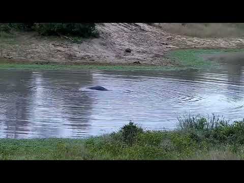 Djuma: Hippo getting active before leaving the dam - 17:00 - 05/18/2022